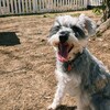 犬と一緒に本格的な手作りの石釜ピザとBBQが楽しめる 東京ドギーズガーデン