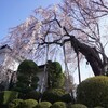 一本桜の魅力