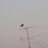 夕方のカラス