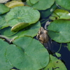 【写真日記＆学びの時間】生き物たちが生を謳歌する場にあること