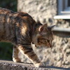 真っ昼間っから、某路線沿いの公園という公園の花壇を撮り歩いている男がいたらそれは俺だ