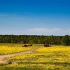 【アメリカ南部の土と共に半世紀】アラバマ（Alabama）50周年ツアー中【大空と大地の中で】