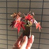 紅葉と黄葉その２