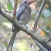 Malabar Grey Hornbill ニシインドコサイチョウ (南インドの鳥その3)