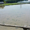 田植え、DAY2