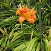 平地の夏の花－68．ヤブカンゾウ－