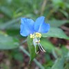 佐渡　梅雨明けしたそうな／蓮の花など