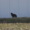 猫の日　2月22日　小曲町畑にて