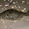 何故に私だけ釣れないのか❓