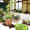 山草展 ( 花木愛好会 ) へ