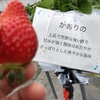 奈良西国巡りといちご狩りの旅7（いちご狩り）
