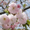 袖ケ浦公園の八重桜