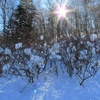雪の繭玉