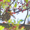 埼玉野鳥の会主催のヤング探鳥会に行ってきた | Nikon COOLPIX P1000 試写とおまけの Panasonic DC-TX2 での野鳥写真レビュー