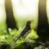 探鳥日記③：クロツグミとの邂逅