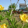 6月14日　愛山渓のチョウ