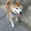 ご近所の柴犬トリオ