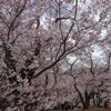 花の詩情（1/6）