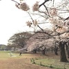 【お花見】代々木公園 & オリセン 桜の開花状況 2016/3/30(水) 〜満開の準備はできました！