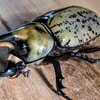 ティティウスシロカブト CBF3　飼育記