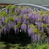 いろんな花が咲いていたびわ湖大津館