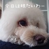 ～愛犬のおやつ～