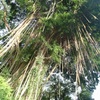 Burmese Banyan tree