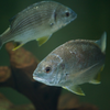 キチヌ Acanthopagrus latusv