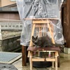 梅雨時の猫は、、、
