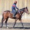 シルクなお馬さん（２歳・関西牝馬）