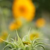 EF-S 60mm F2.8 マクロ USM