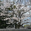 お花見