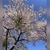 花は盛りに見るものかは