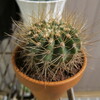 紫盛丸の植え替え