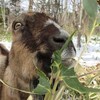 ヤギ餌の確保～冬越し編～
