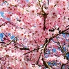 宮城県の桜を見て日本の素晴らしさを再確認♪♪
