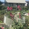 立葵