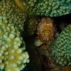 奄美大島の魚たち