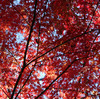木場公園のイロハモミジで一番赤い