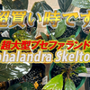 超大型ブセファランドラ！スケルトンキング（キシィ）の特徴と魅力！