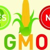 じじぃの「科学・芸術_162_モンサント社・遺伝子組み換え作物（GMO）」