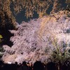 今が見頃！ライトアップされた六義園のしだれ桜