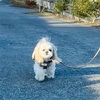 怖くてシッポ落ちまくり