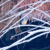 カワセミさん「天気☀️が良くて、居心地最高だなあー」