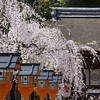 平野神社