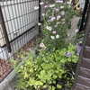 ミニトマト、始めました