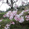 春の花の主役交代