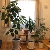 できる範囲でやる(大きい観葉植物の植え替えと水やり)