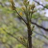 飛騨の山菜採り・山菜料理　【タラノメ】