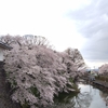 霞城観桜会（山形県山形市）◆山形のイベント③◆